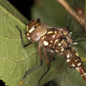 Dendroaeschna conspersa at Melba, ACT - 10 Mar 2022