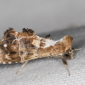 Arrade leucocosmalis at Melba, ACT - 10 Mar 2022