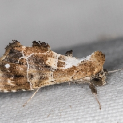 Arrade leucocosmalis (A Hypeninae moth) at Melba, ACT - 10 Mar 2022 by kasiaaus