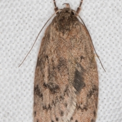 Heliocausta undescribed species (A Concealer moth (Wingia group)) at Melba, ACT - 10 Mar 2022 by kasiaaus