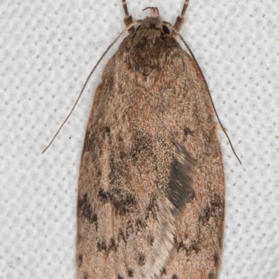 Heliocausta undescribed species (A concealer moth) at Melba, ACT - 10 Mar 2022 by kasiaaus