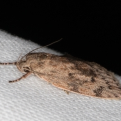 Heliocausta undescribed species at Melba, ACT - 10 Mar 2022