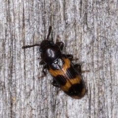 Erotylidae (family) (Fungus beetle) at Melba, ACT - 11 Mar 2022 by kasiaaus