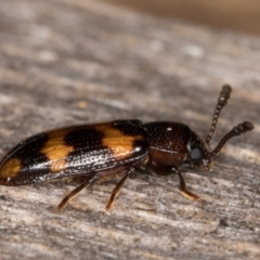 Erotylidae (family) at Melba, ACT - 11 Mar 2022