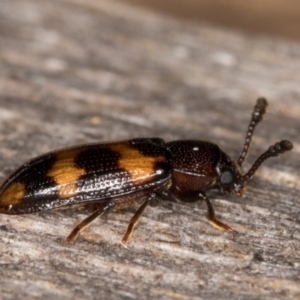 Erotylidae (family) at Melba, ACT - 11 Mar 2022