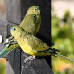 Neophema petrophila (Rock Parrot) at West Busselton, WA - 17 Mar 2007 by Harrisi