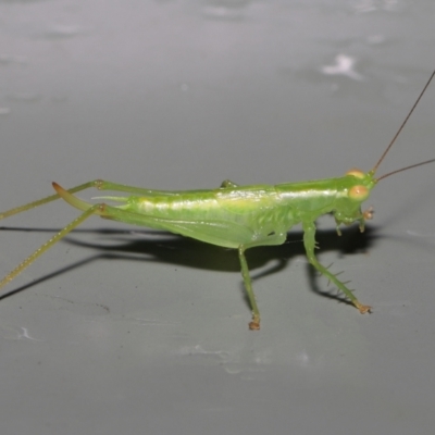 Unverified Katydid (Tettigoniidae) at  - suppressed by TimL