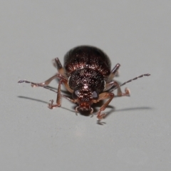 Unverified Beetle (Coleoptera) by TimL