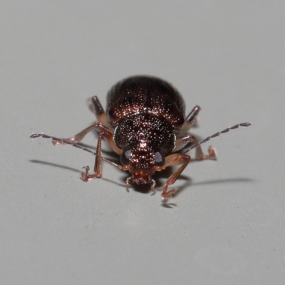 Unverified Beetle (Coleoptera) at  - suppressed by TimL