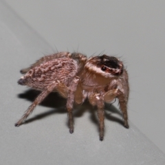 Maratus griseus (Jumping spider) at Wellington Point, QLD - 29 Mar 2022 by TimL