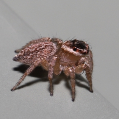 Maratus griseus (Jumping spider) at Wellington Point, QLD - 29 Mar 2022 by TimL