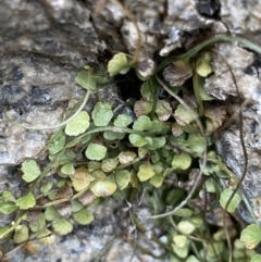 Asplenium flabellifolium (Necklace Fern) at Jagungal Wilderness, NSW - 15 Apr 2022 by Ned_Johnston
