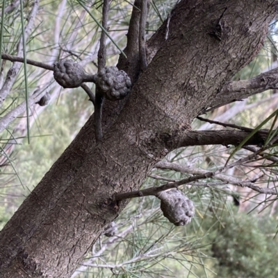 Hakea lissosperma (Needle Bush) at Jagungal Wilderness, NSW - 15 Apr 2022 by Ned_Johnston