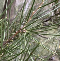 Hakea lissosperma at Jagungal Wilderness, NSW - 15 Apr 2022