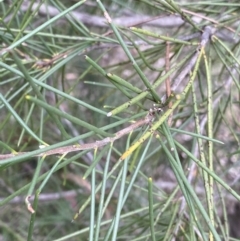 Hakea lissosperma at Jagungal Wilderness, NSW - 15 Apr 2022