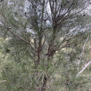 Hakea lissosperma at Jagungal Wilderness, NSW - 15 Apr 2022