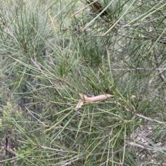 Hakea lissosperma at Jagungal Wilderness, NSW - 15 Apr 2022