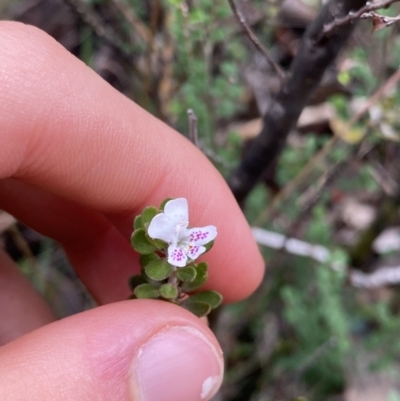 Westringia lucida (Shining Westringia) at Jagungal Wilderness, NSW - 15 Apr 2022 by NedJohnston