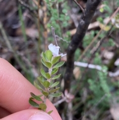 Westringia lucida at Jagungal Wilderness, NSW - 15 Apr 2022 03:51 PM