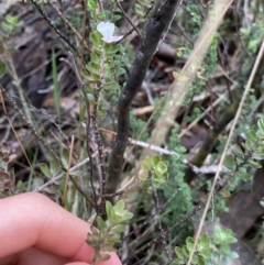 Westringia lucida at Jagungal Wilderness, NSW - 15 Apr 2022 03:51 PM