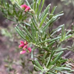 Grevillea lanigera (Woolly Grevillea) at Jagungal Wilderness, NSW - 15 Apr 2022 by NedJohnston