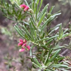 Grevillea lanigera (Woolly Grevillea) at Jagungal Wilderness, NSW - 15 Apr 2022 by Ned_Johnston