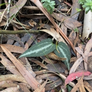 Clematis aristata at Jagungal Wilderness, NSW - 15 Apr 2022 03:46 PM