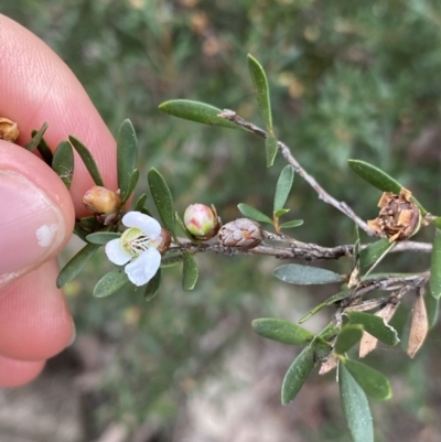 Leptospermum grandifolium (Woolly Teatree, Mountain Tea-tree) at Jagungal Wilderness, NSW - 15 Apr 2022 by NedJohnston