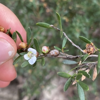 Leptospermum grandifolium (Woolly Teatree, Mountain Tea-tree) at Kosciuszko National Park - 15 Apr 2022 by Ned_Johnston