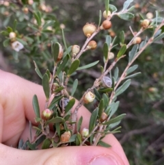 Leptospermum grandifolium at Jagungal Wilderness, NSW - 15 Apr 2022