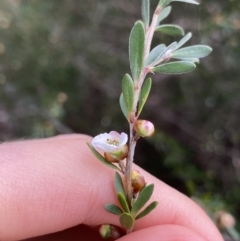 Leptospermum grandifolium at Jagungal Wilderness, NSW - 15 Apr 2022