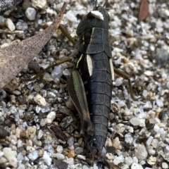 Kosciuscola cuneatus (A grasshopper) at Jagungal Wilderness, NSW - 15 Apr 2022 by NedJohnston