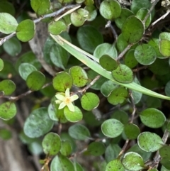 Muehlenbeckia axillaris (Matted Lignum) at Kosciuszko National Park - 15 Apr 2022 by Ned_Johnston