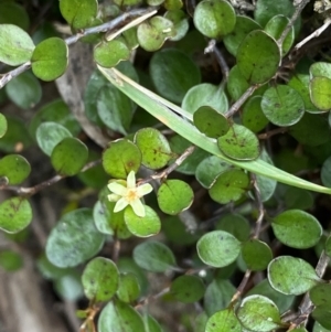 Muehlenbeckia axillaris at Jagungal Wilderness, NSW - 15 Apr 2022