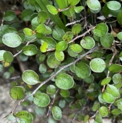 Muehlenbeckia axillaris at Jagungal Wilderness, NSW - 15 Apr 2022