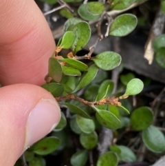 Muehlenbeckia axillaris at Jagungal Wilderness, NSW - 15 Apr 2022