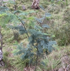 Acacia dealbata (Silver Wattle) at Jagungal Wilderness, NSW - 15 Apr 2022 by Ned_Johnston