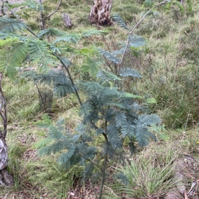 Acacia dealbata (Silver Wattle) at Kosciuszko National Park - 15 Apr 2022 by Ned_Johnston