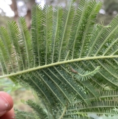 Acacia dealbata at Jagungal Wilderness, NSW - 15 Apr 2022