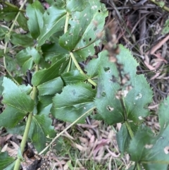 Veronica derwentiana (Derwent Speedwell) at Kosciuszko National Park - 15 Apr 2022 by Ned_Johnston