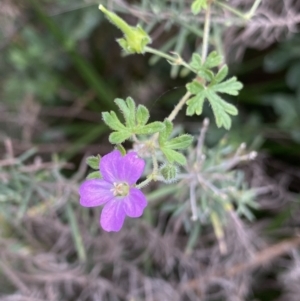 Geranium solanderi at Jagungal Wilderness, NSW - 15 Apr 2022 03:03 PM