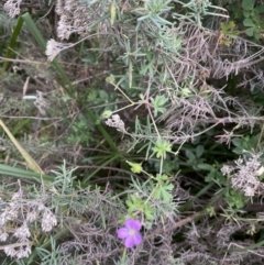 Geranium solanderi at Jagungal Wilderness, NSW - 15 Apr 2022 03:03 PM