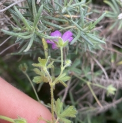 Geranium solanderi at Jagungal Wilderness, NSW - 15 Apr 2022 03:03 PM