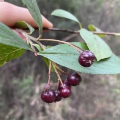 Malus sp. (Crab Apple) at Jagungal Wilderness, NSW - 15 Apr 2022 by NedJohnston