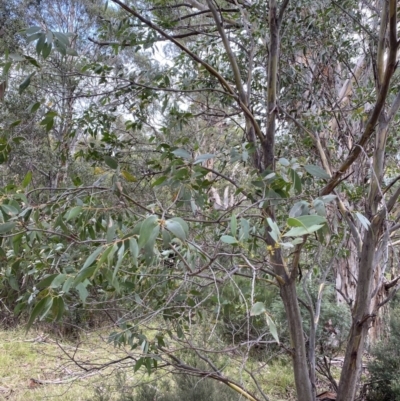 Eucalyptus pauciflora subsp. pauciflora (White Sally, Snow Gum) at Jagungal Wilderness, NSW - 15 Apr 2022 by Ned_Johnston