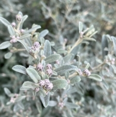 Olearia phlogopappa subsp. flavescens (Dusty Daisy Bush) at Jagungal Wilderness, NSW - 15 Apr 2022 by Ned_Johnston