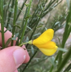 Cytisus scoparius subsp. scoparius (Scotch Broom, Broom, English Broom) at Jagungal Wilderness, NSW - 15 Apr 2022 by Ned_Johnston