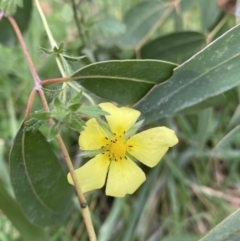 Potentilla recta (Sulphur Cinquefoil) at Jagungal Wilderness, NSW - 15 Apr 2022 by Ned_Johnston