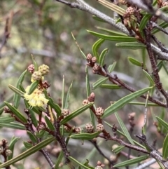 Acacia siculiformis (Dagger Wattle) at Kosciuszko National Park - 15 Apr 2022 by Ned_Johnston