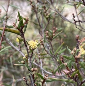 Acacia siculiformis at Jagungal Wilderness, NSW - 15 Apr 2022 02:18 PM